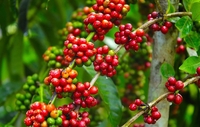 CAFE HẠT ĐẶC SẢN TÂY NGUYÊN BAZAN