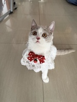 Đặng Thành Tấn