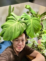 Phai