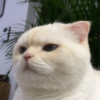 A Tùng
