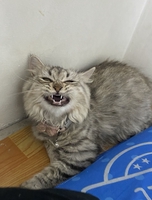 PhuongThanhNguyen