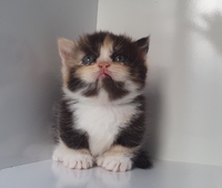 Gia đình mèo Heo Family