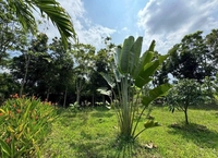 Mua Đất Hỏi Tôi