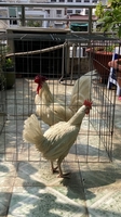 MR TRƯỜNG