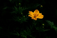 Nghĩa