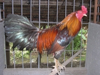 ga mogolia