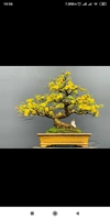 Thích Đồ Cổ 