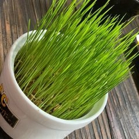 ANMYANH 