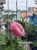 Nguyen Nguyen