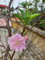 Minh