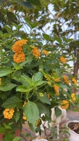 A Hiếu