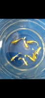 guppy 