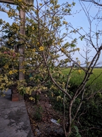 Huỳnh