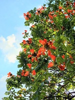Hiếu Hóm Hỉnh