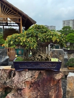 Sàn Thương Mại SVC Long Biên 