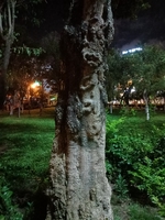 Huỳnh Thị Cẩm Thanh