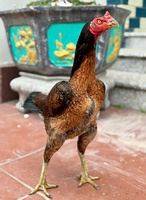 giao lưu chia sẻ gà chiến