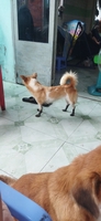 ThgNhóC
