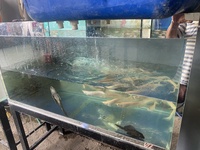 Cá cảnh Văn Thành