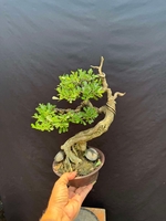 Anh Danh