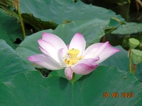 Nguyễn Khang
