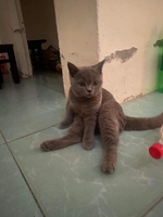 Trương Thành Trung