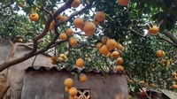 bưởi diễn 