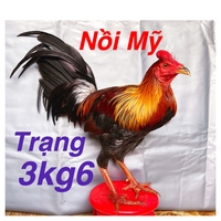 Gà Tre Và Nồi Các Loại Giống Gà Nhập