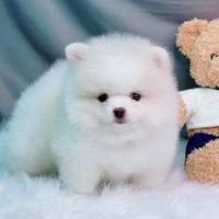 dogshop thu cung