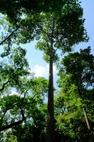 Bono