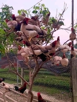 Phúc Thịnh Nguyễn