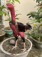 phương 
