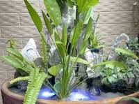 Tấn Tài