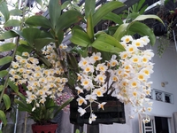 Hoa Lan Sưu Tầm