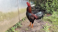 Farm Gà đá ST 