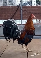 bin bananas