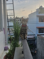 Trần Hòa