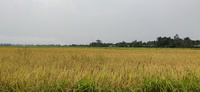 hiếu MB điện thoại cũ