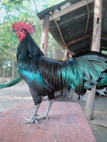 anh 9