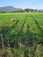 Tiến Trung