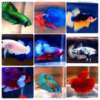 Hà Xuyên Betta Guppy Shop