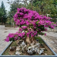 Nguyen. Hung