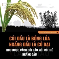 Minh