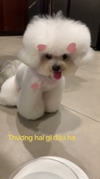Huong Thanh Pham