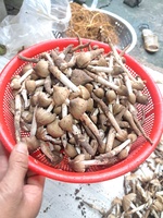 NẤM MỐI VÀ SẢN VẬT THIÊN NHIÊN