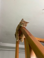 An