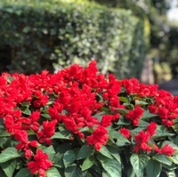 Vương Nhựt Dương