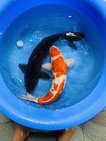 Long Cá Koi