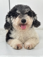 Đậu Đậu