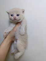 Mèo ALN thuần chủng 